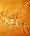 Fossile di Archaerpteryx-Entra per comprare fossili on line
